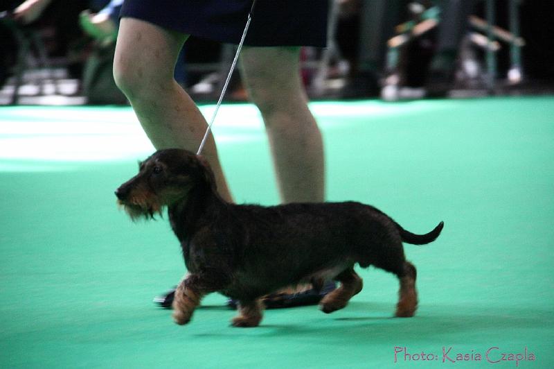 Crufts2011_2 861.jpg